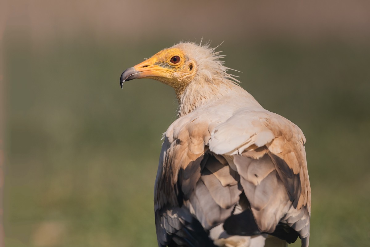 Egyptian Vulture - Stefan Hirsch