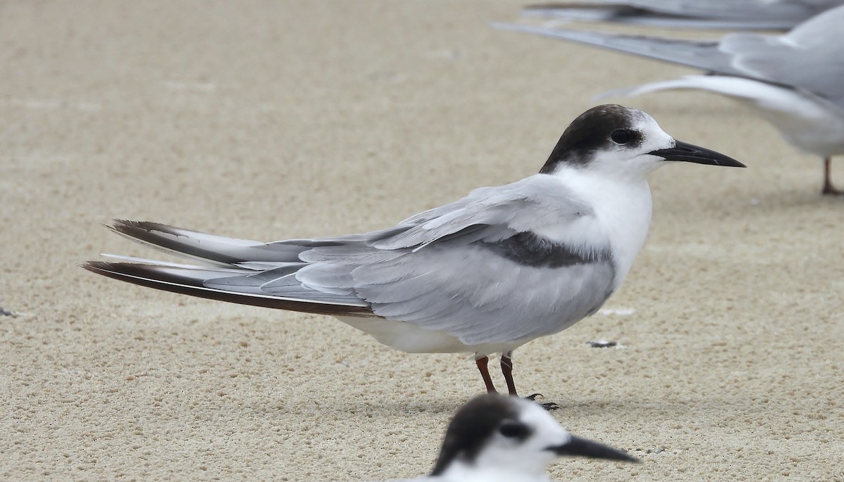 Common Tern (longipennis) - ML150508681