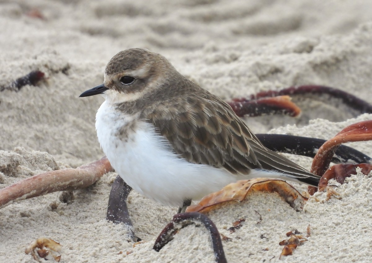 Double-banded Plover - ML150508801