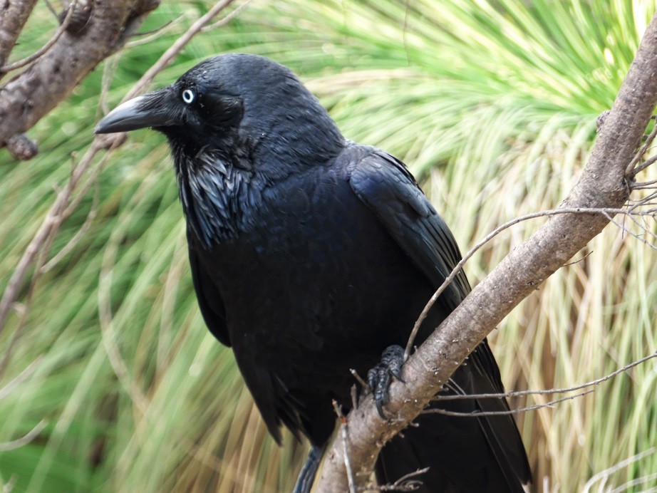 Australian Raven - Alfons  Lawen