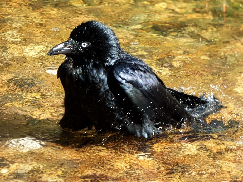 Australian Raven - Alfons  Lawen