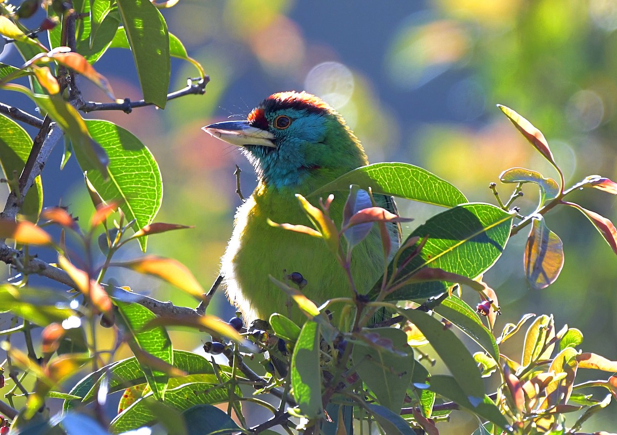 Blue-throated Barbet - David Provencher