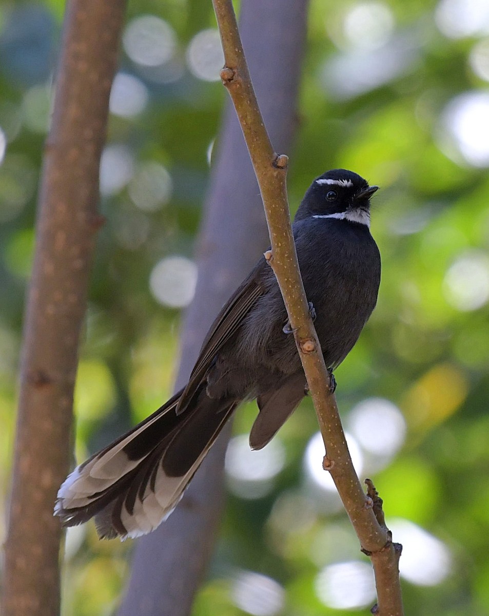 White-throated Fantail - David Provencher