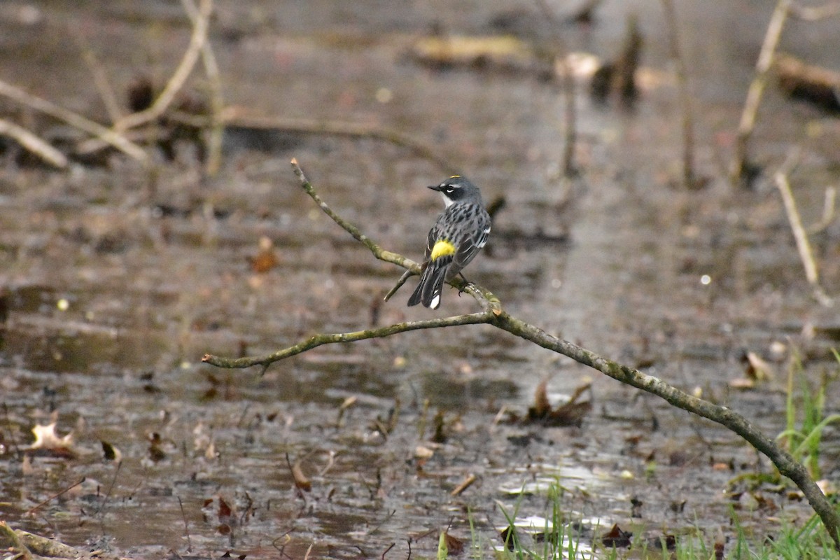Yellow-rumped Warbler - Rhiannon Thunell