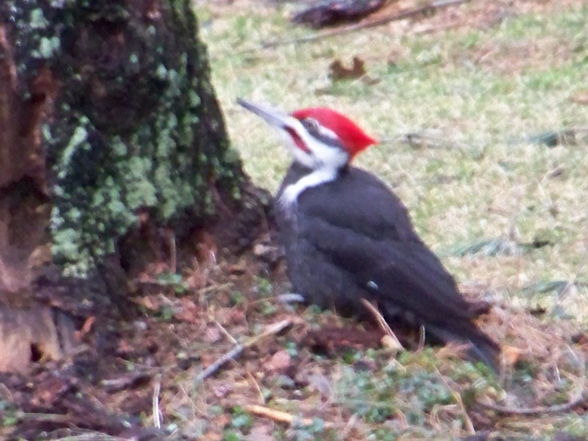Pileated Woodpecker - ML150517991