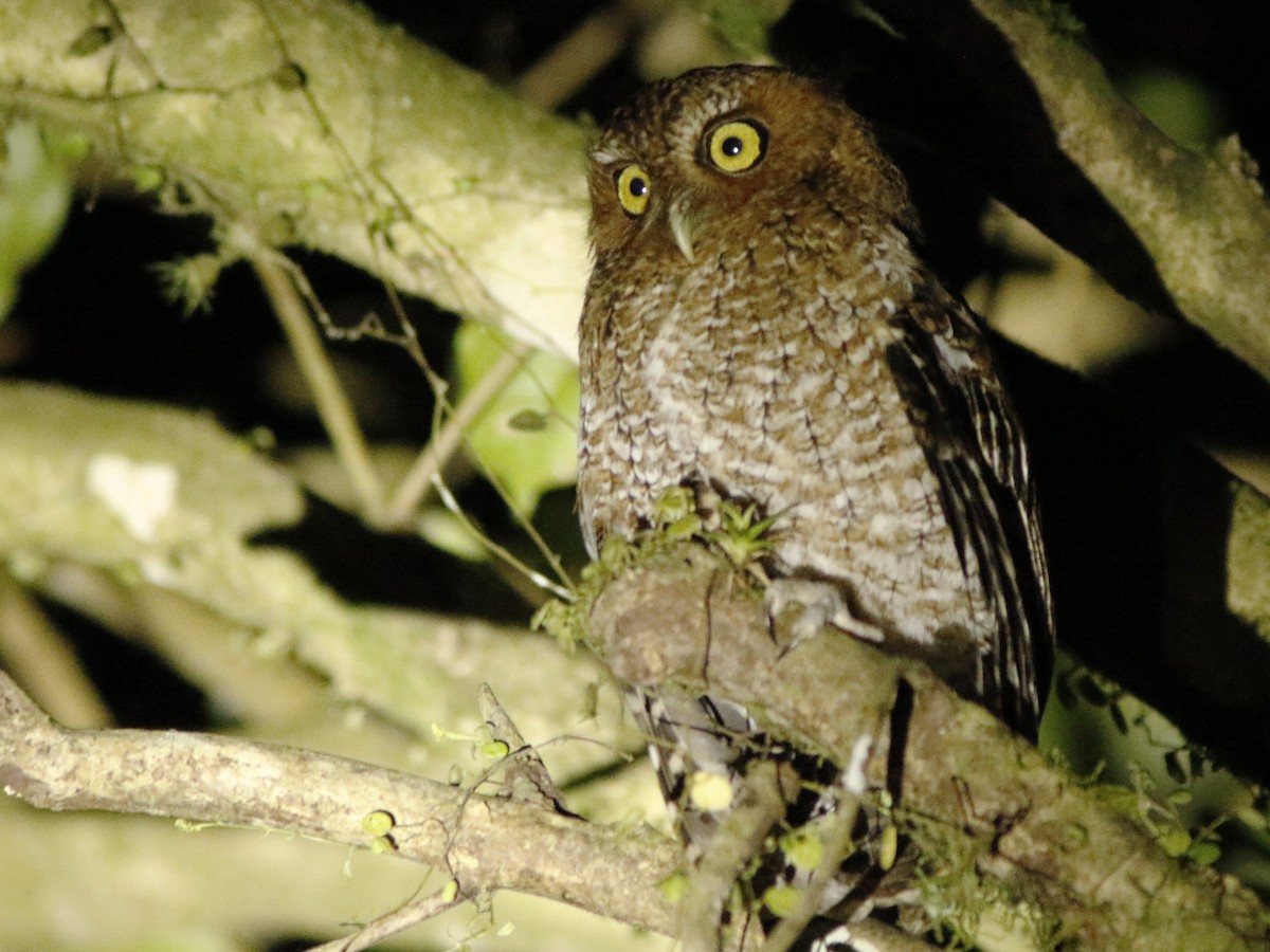 Bare-shanked Screech-Owl - ML150519151