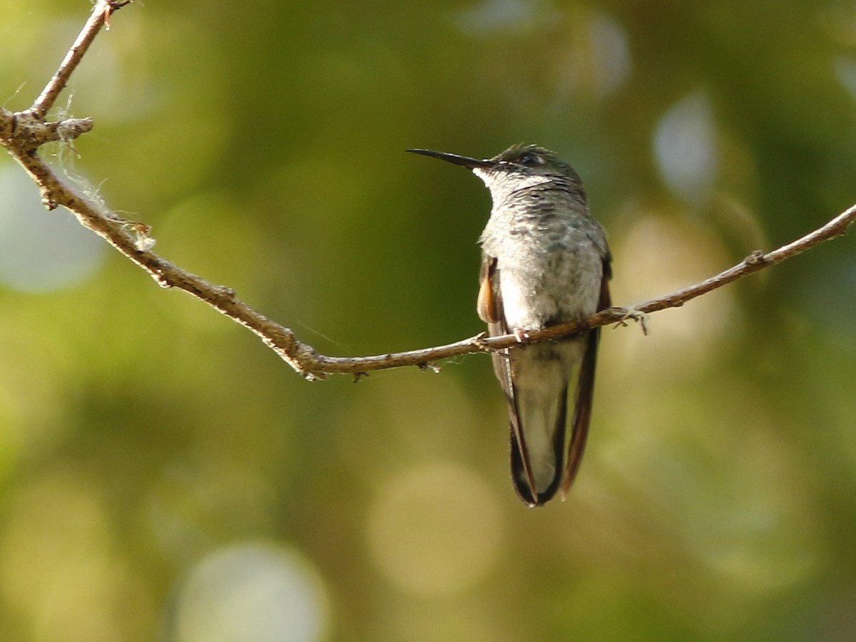 Stripe-tailed Hummingbird - ML150519241
