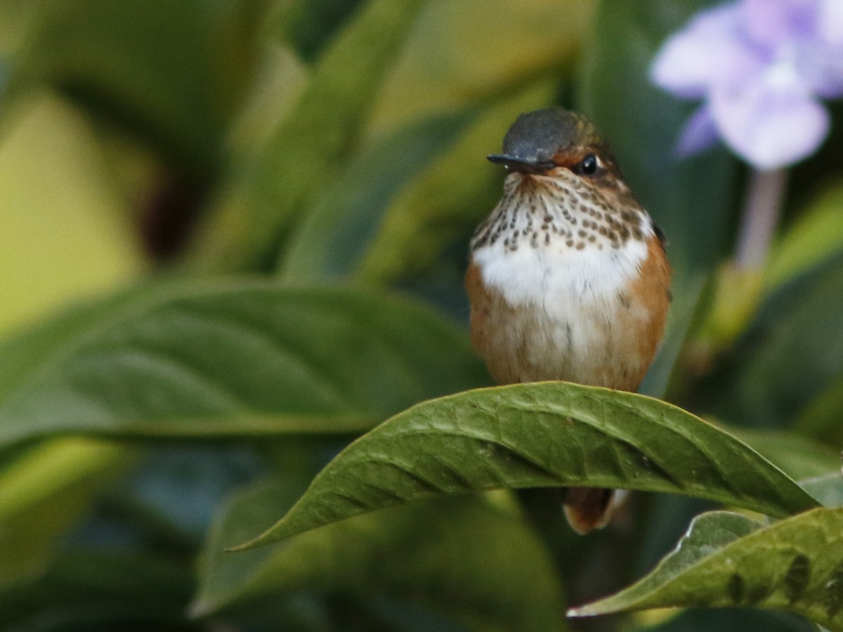 Scintillant Hummingbird - David Beadle