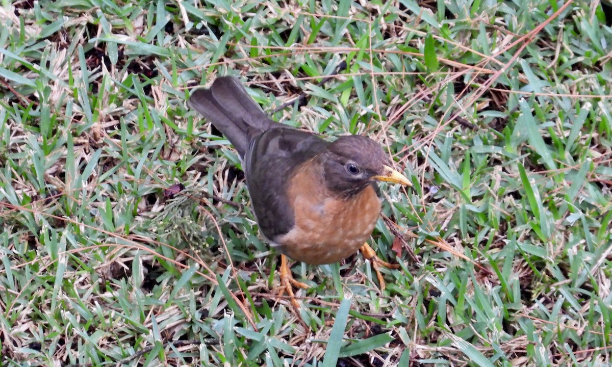 Rufous-collared Robin - grete pasch