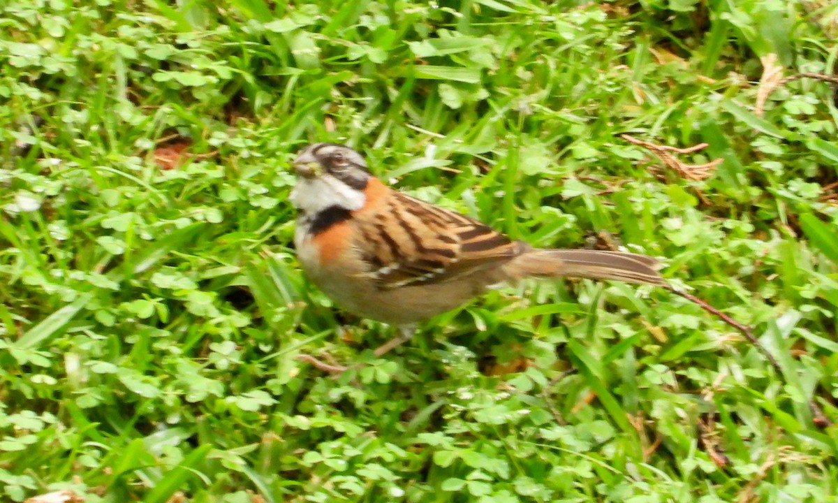 Rufous-collared Sparrow - grete pasch
