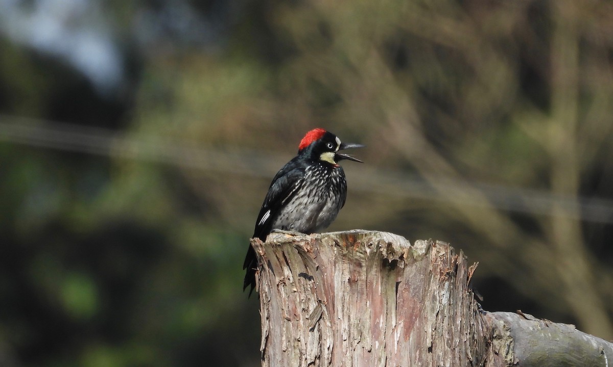 Acorn Woodpecker - grete pasch