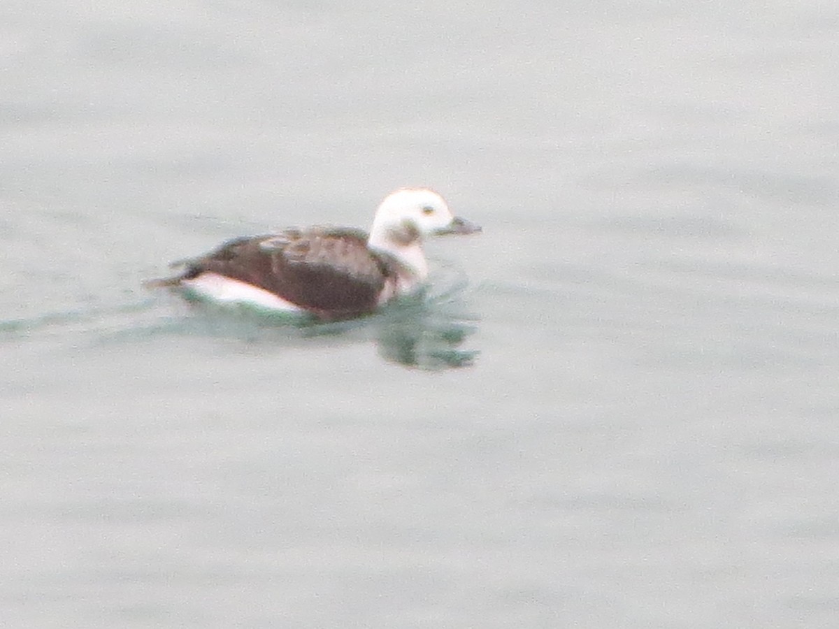 Long-tailed Duck - ML150525021