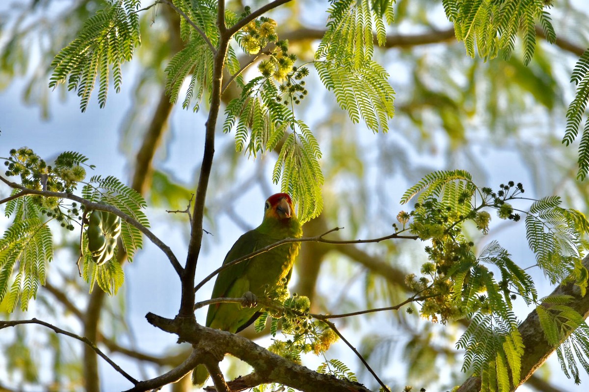 Red-lored Parrot (Red-lored) - Jane Crawford