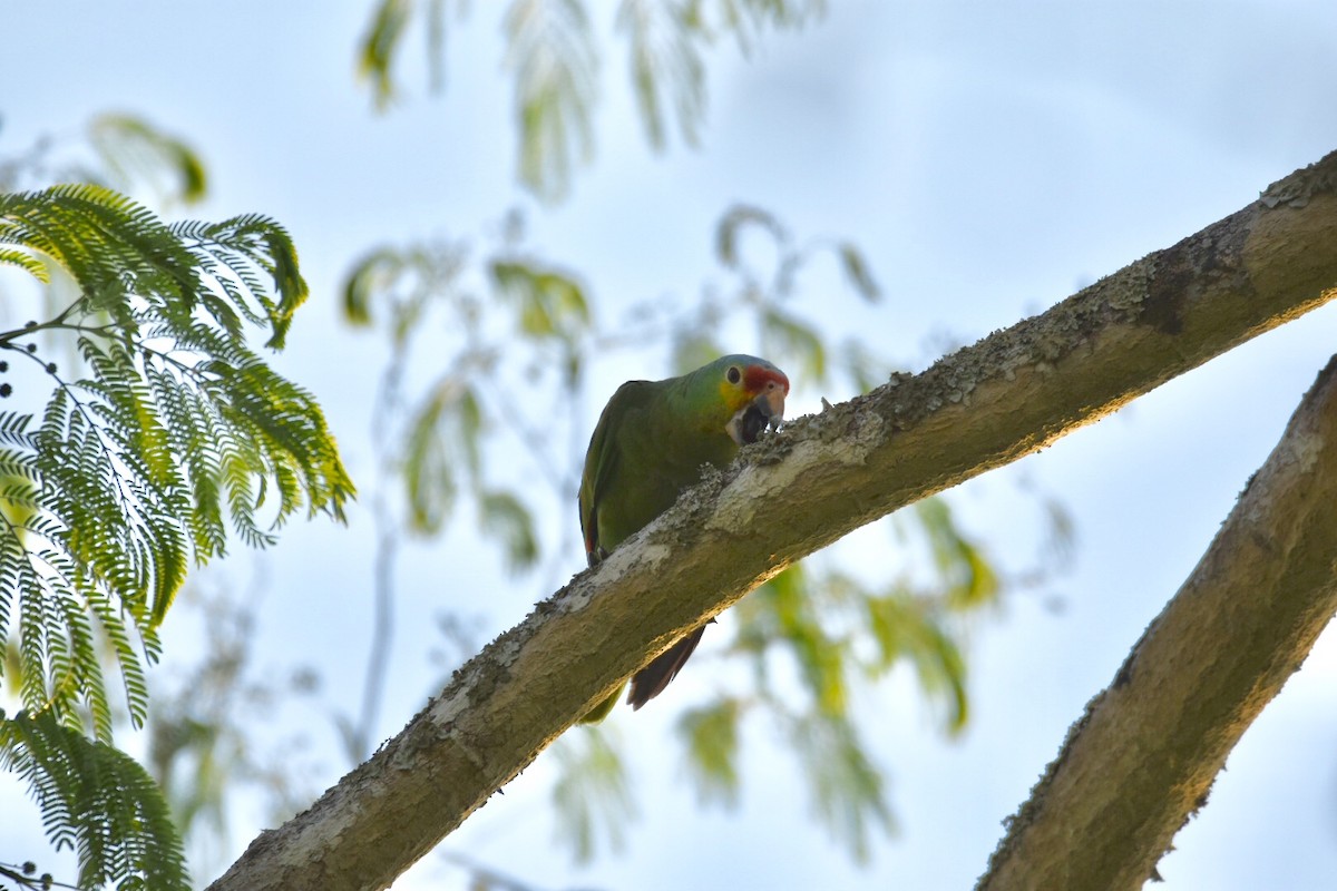 Red-lored Parrot (Red-lored) - Jane Crawford