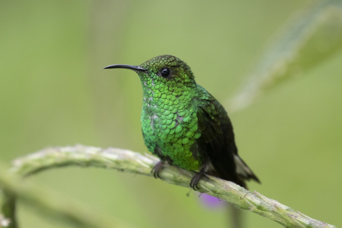 kolibřík měděnohlavý - ML150525891