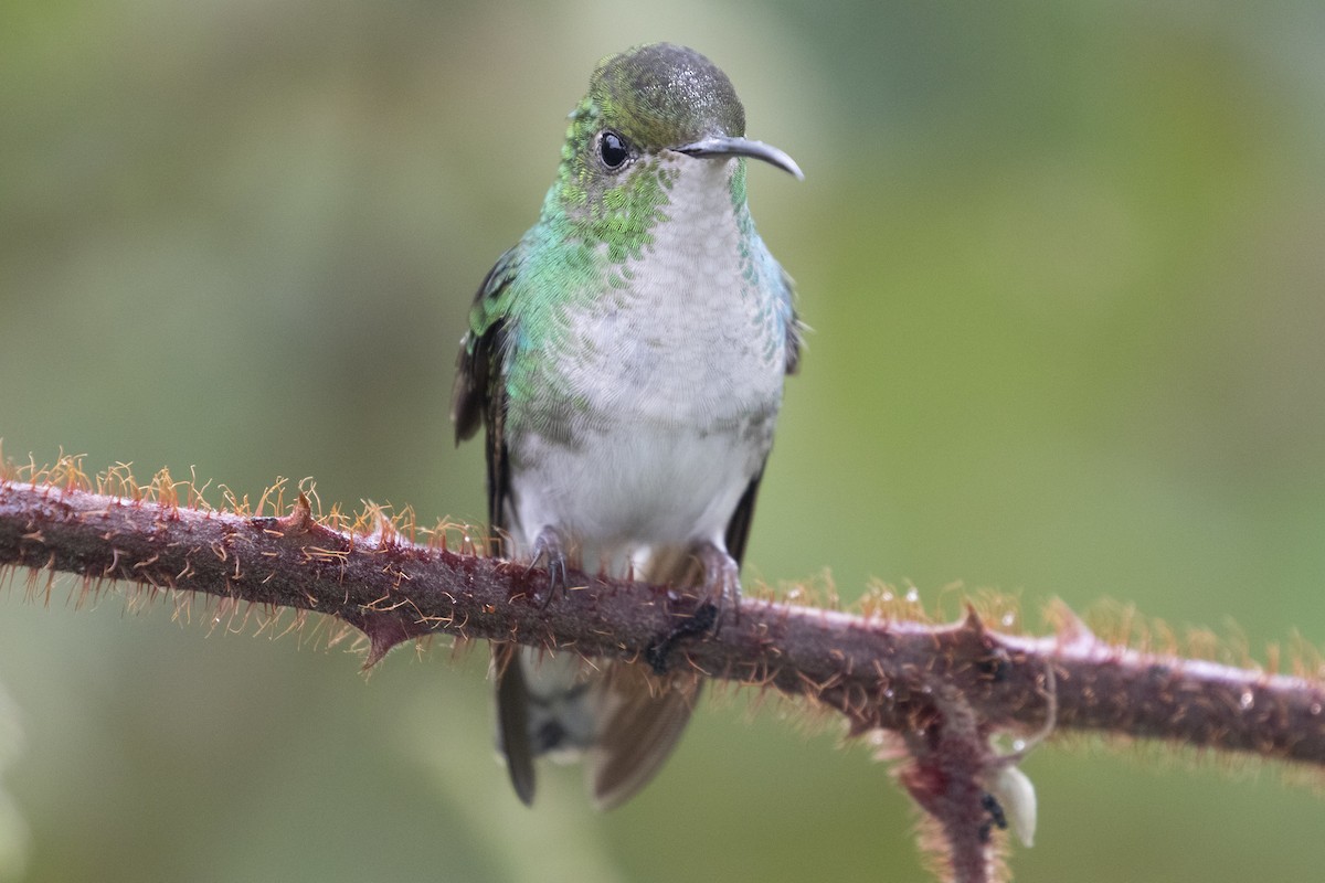 kolibřík měděnohlavý - ML150525901