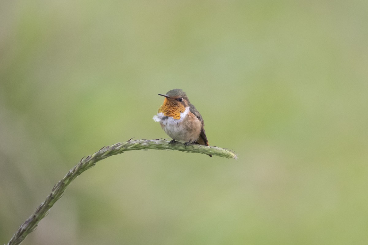 Scintillant Hummingbird - Marcelo Corella