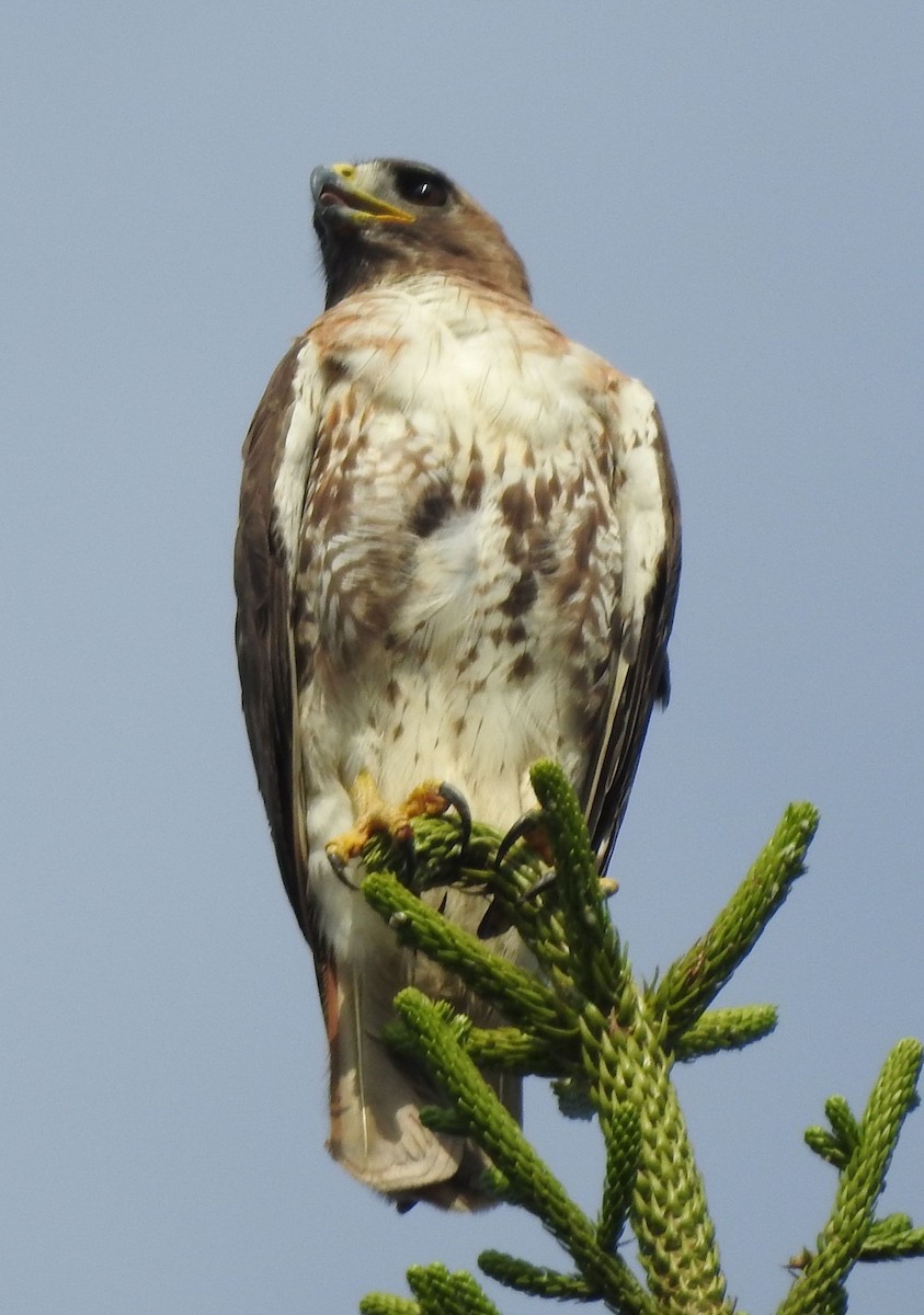 Red-tailed Hawk - ML150526021