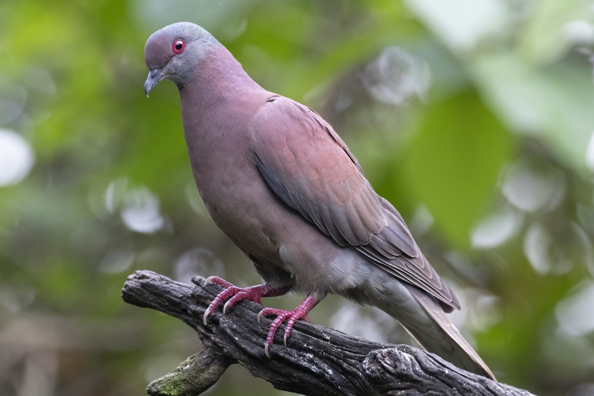 Pale-vented Pigeon - Marcelo Corella