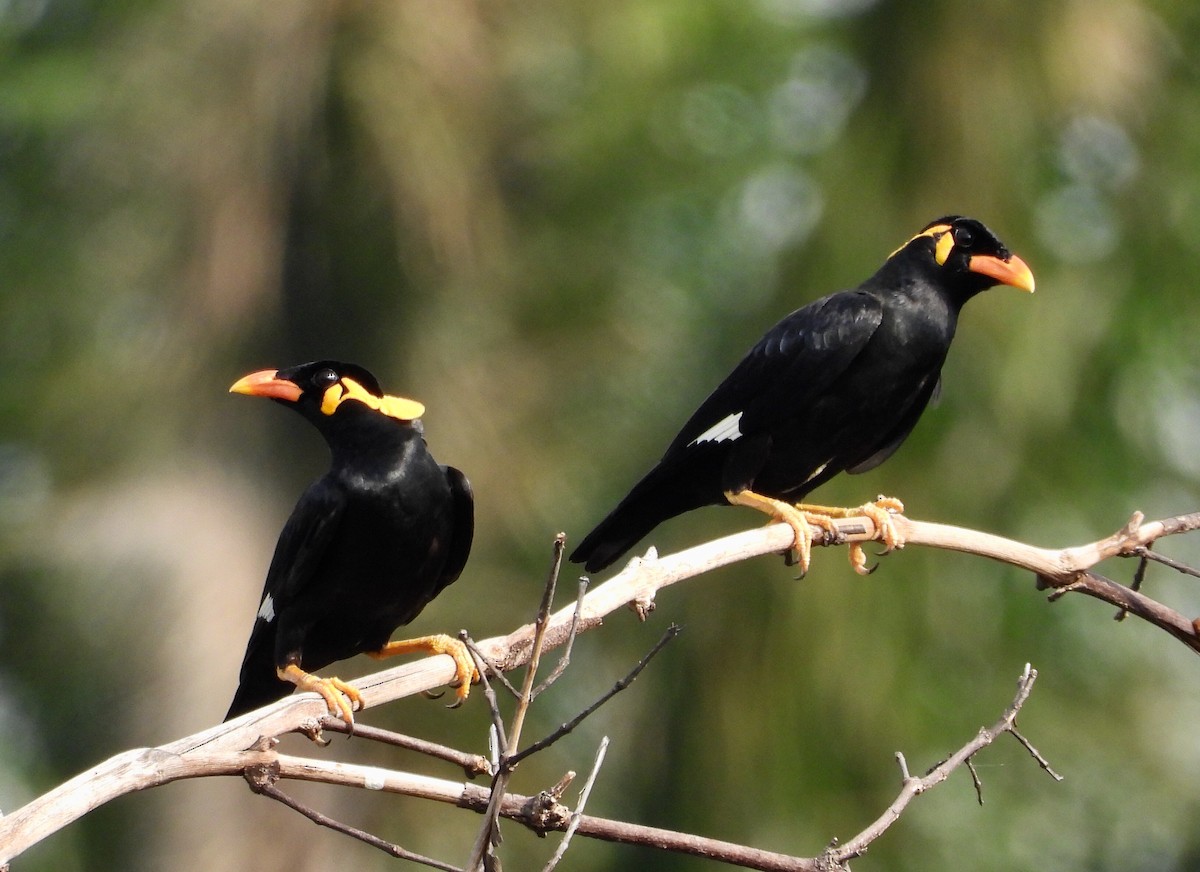 Common Hill Myna (Common) - Ben Weil