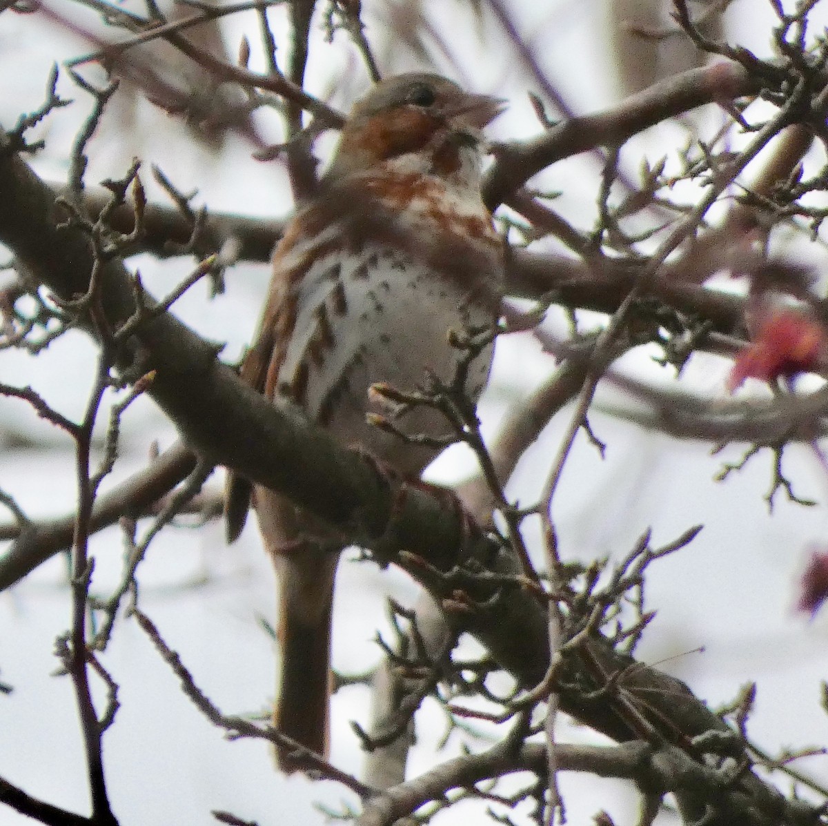 Fox Sparrow (Red) - ML150530731