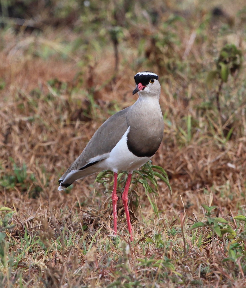 Crowned Lapwing - ML150530951