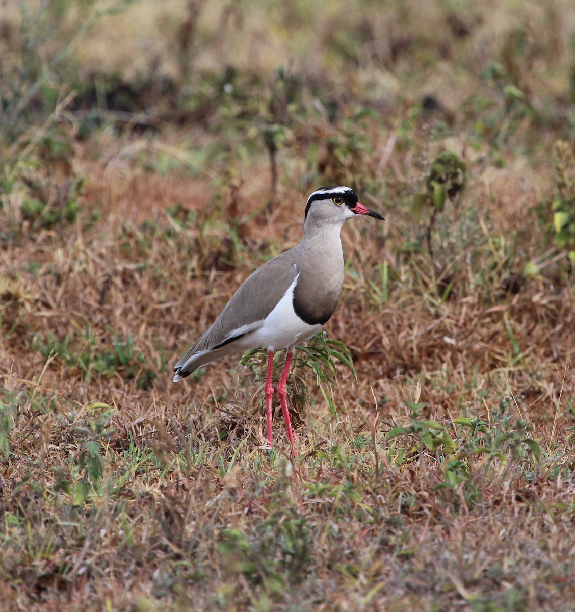 Crowned Lapwing - ML150530971