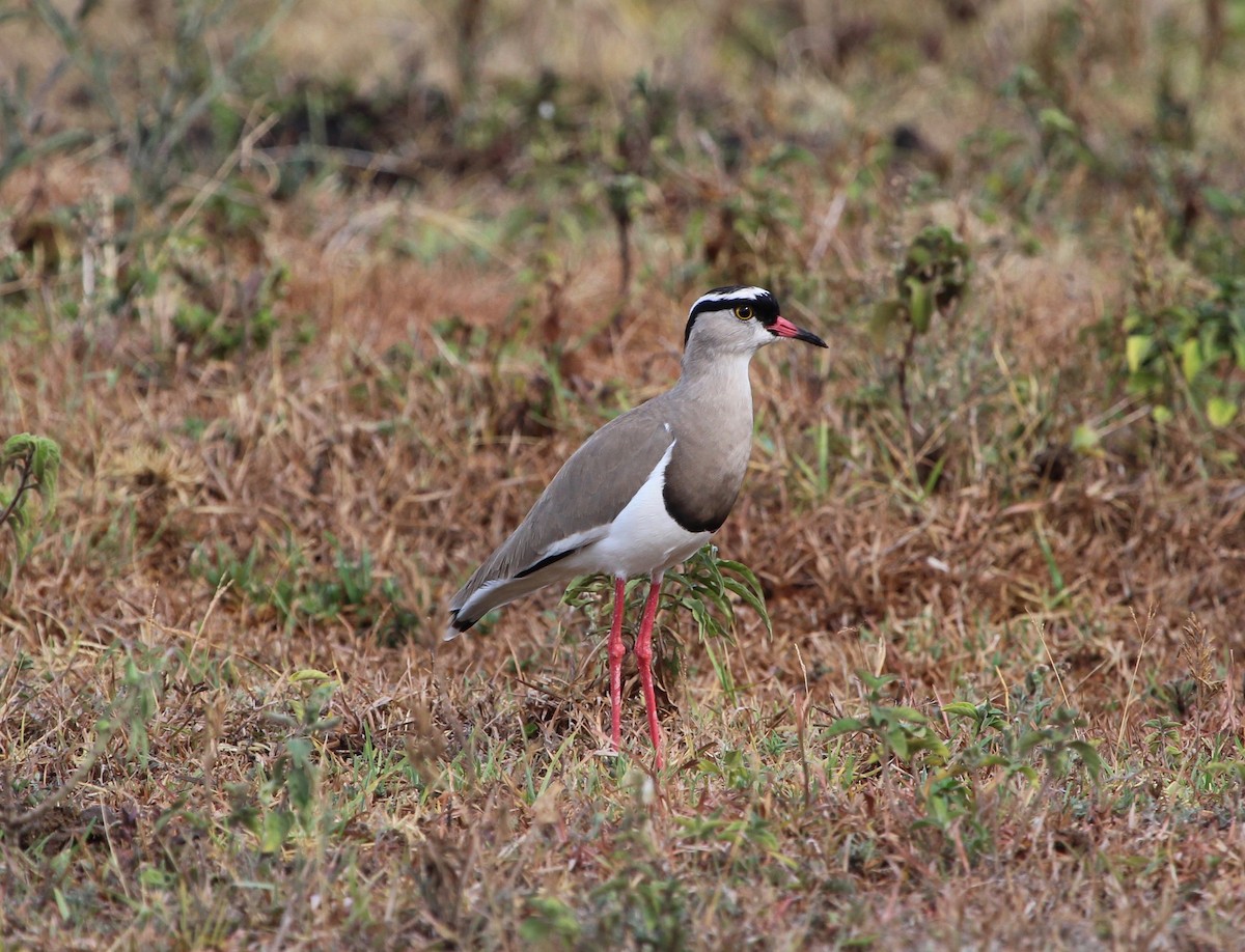 Crowned Lapwing - ML150530981