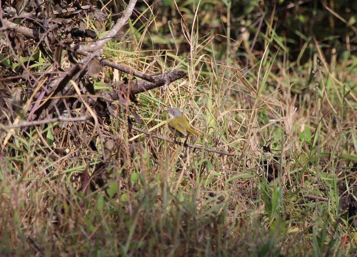 Yellow-breasted Apalis - ML150532121