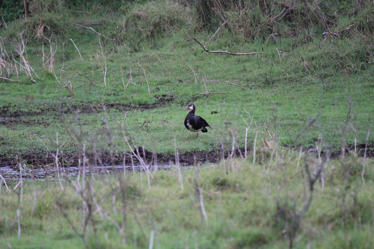 Spur-winged Goose - ML150532571