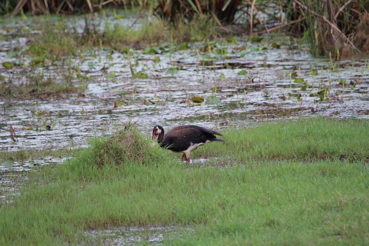 Spur-winged Goose - ML150532591