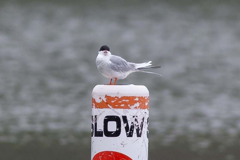 Forster's Tern - Martin Wall