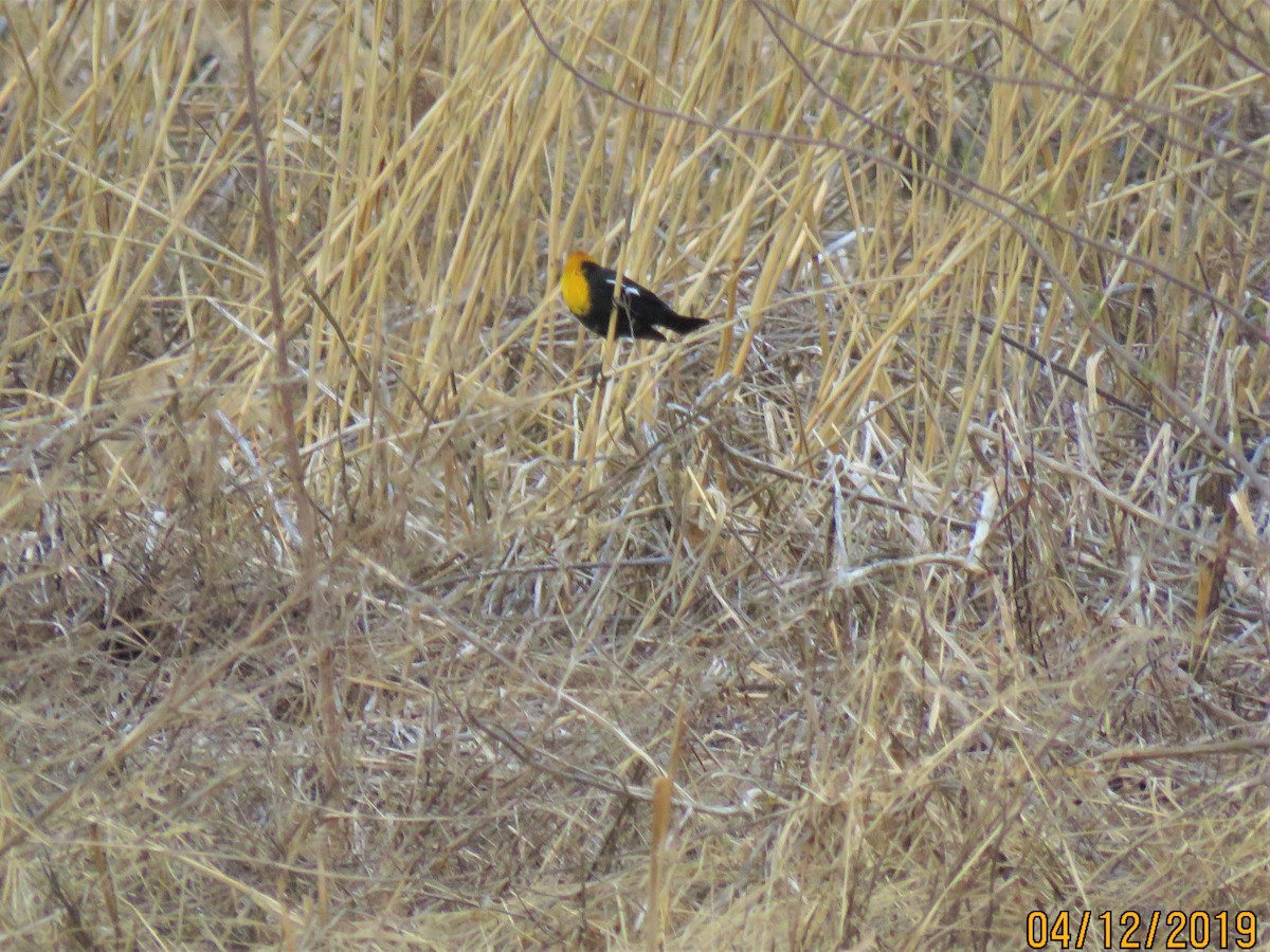 Yellow-headed Blackbird - ML150537341
