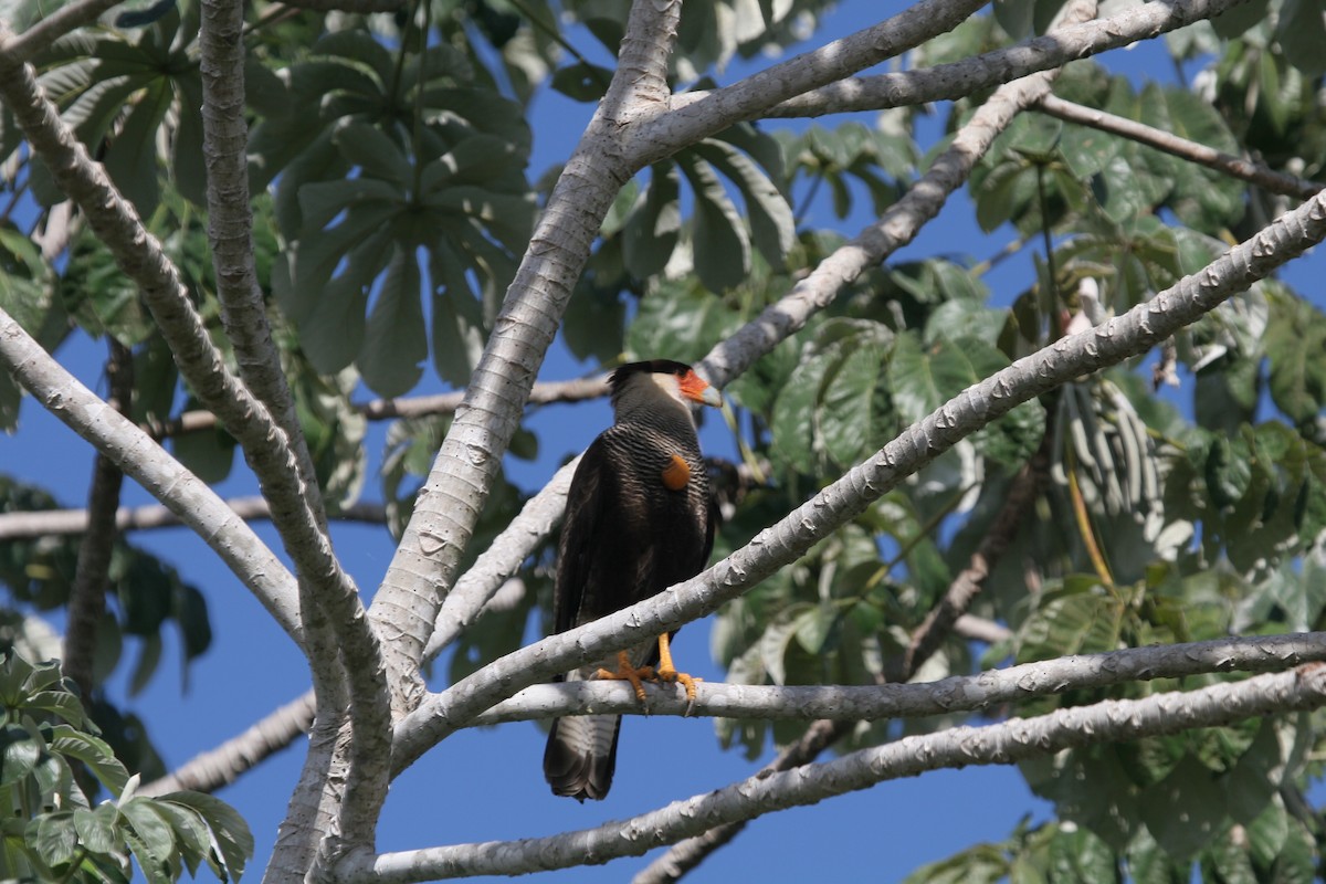 Crested Caracara (Southern) - ML150537531