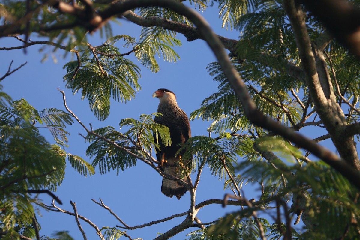 Crested Caracara (Southern) - ML150537551