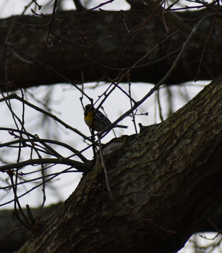 Yellow-throated Warbler - ML150537641