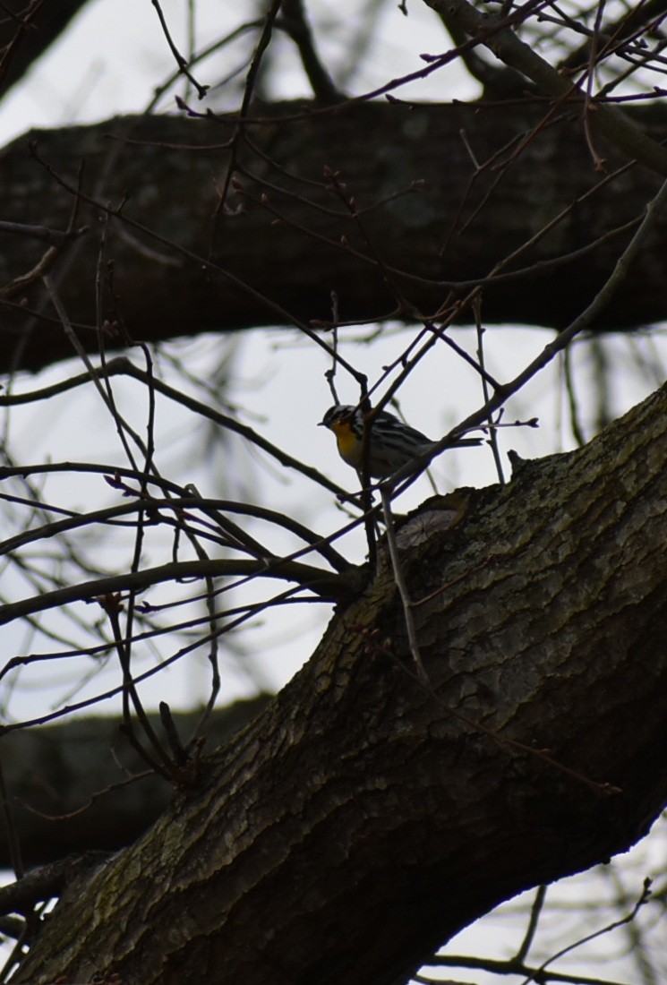 Yellow-throated Warbler - ML150537651