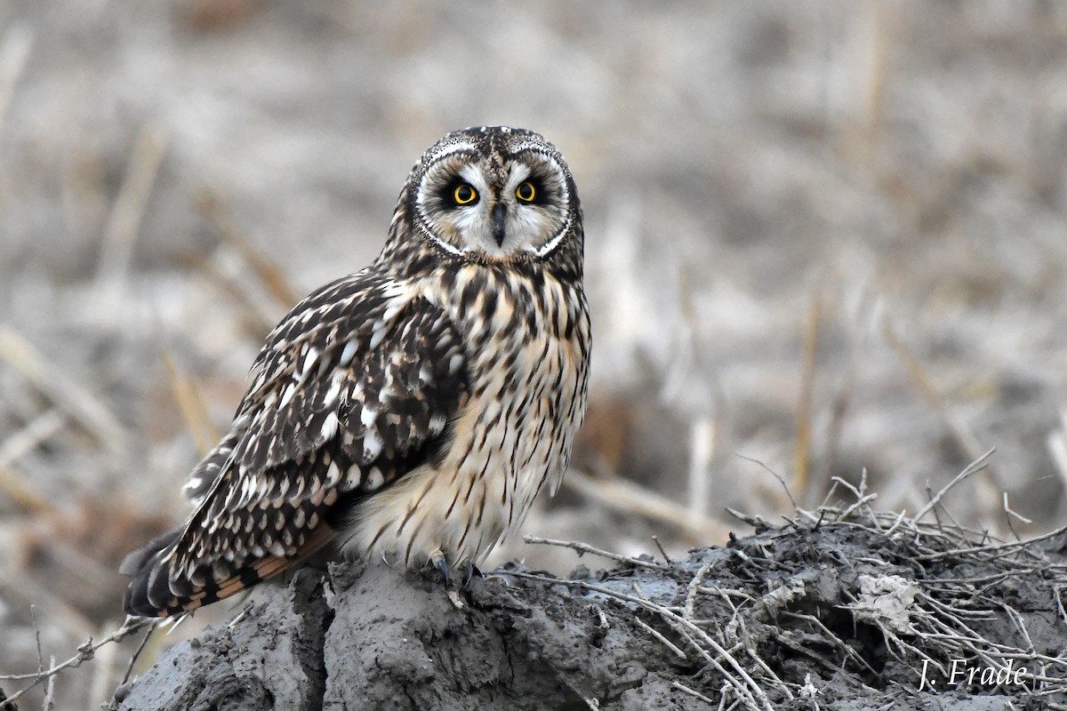 Short-eared Owl - José Frade