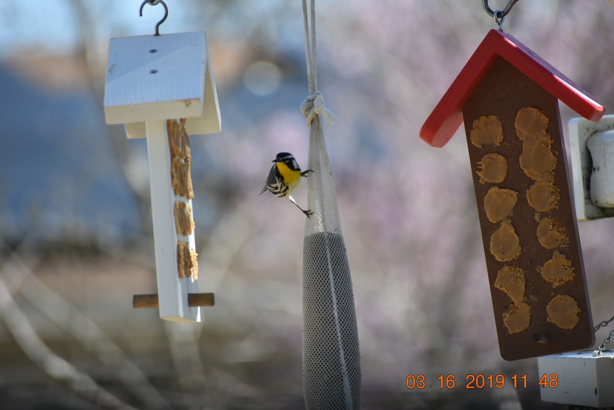 Yellow-throated Warbler - ML150540331
