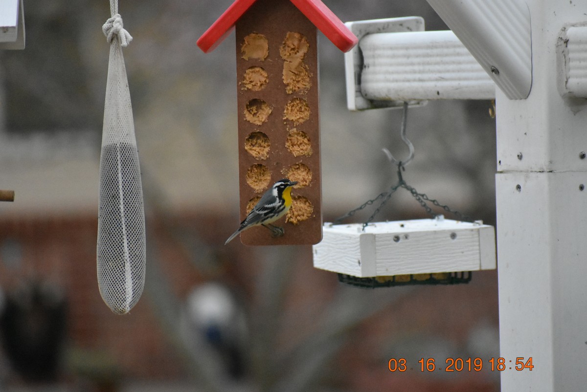 Yellow-throated Warbler - ML150541611