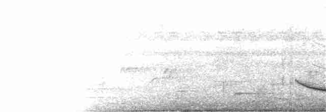 Kara Gerdanlı Çıtkuşu - ML150542021