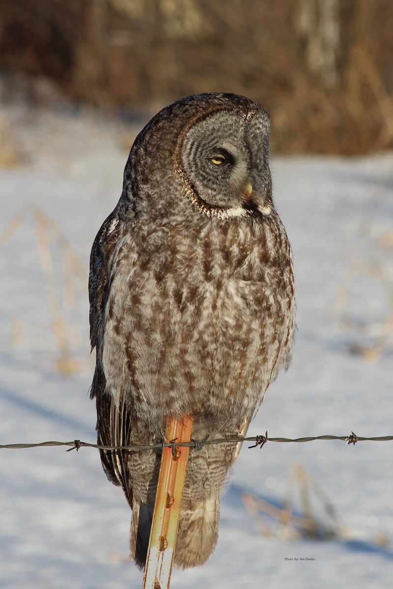Great Gray Owl - WI admin