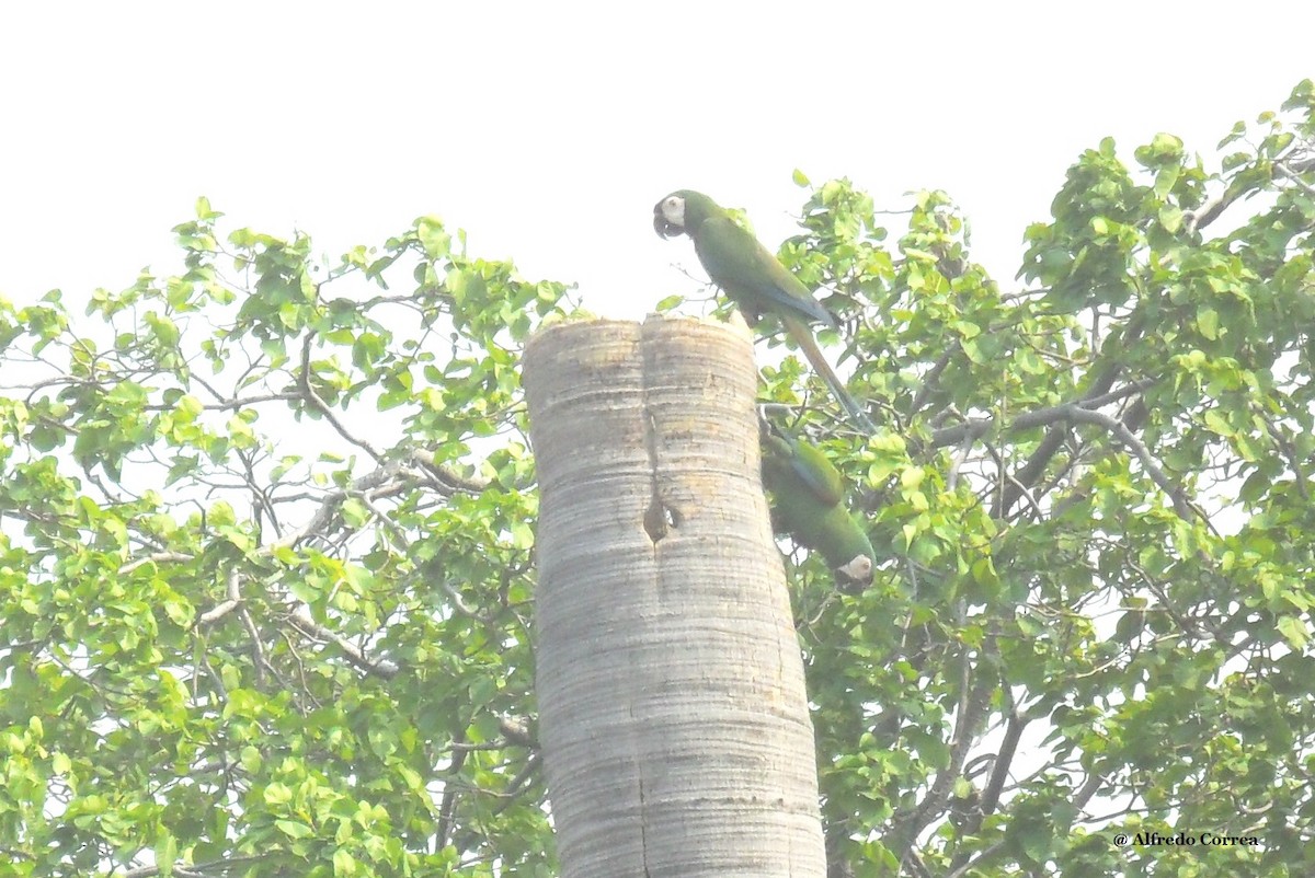 Chestnut-fronted Macaw - Alfredo Correa
