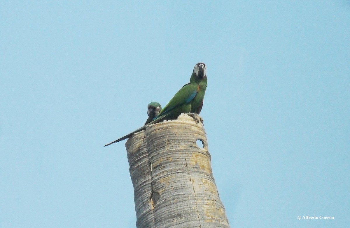 Chestnut-fronted Macaw - Alfredo Correa