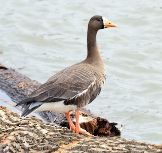 Greater White-fronted Goose, ML150547771