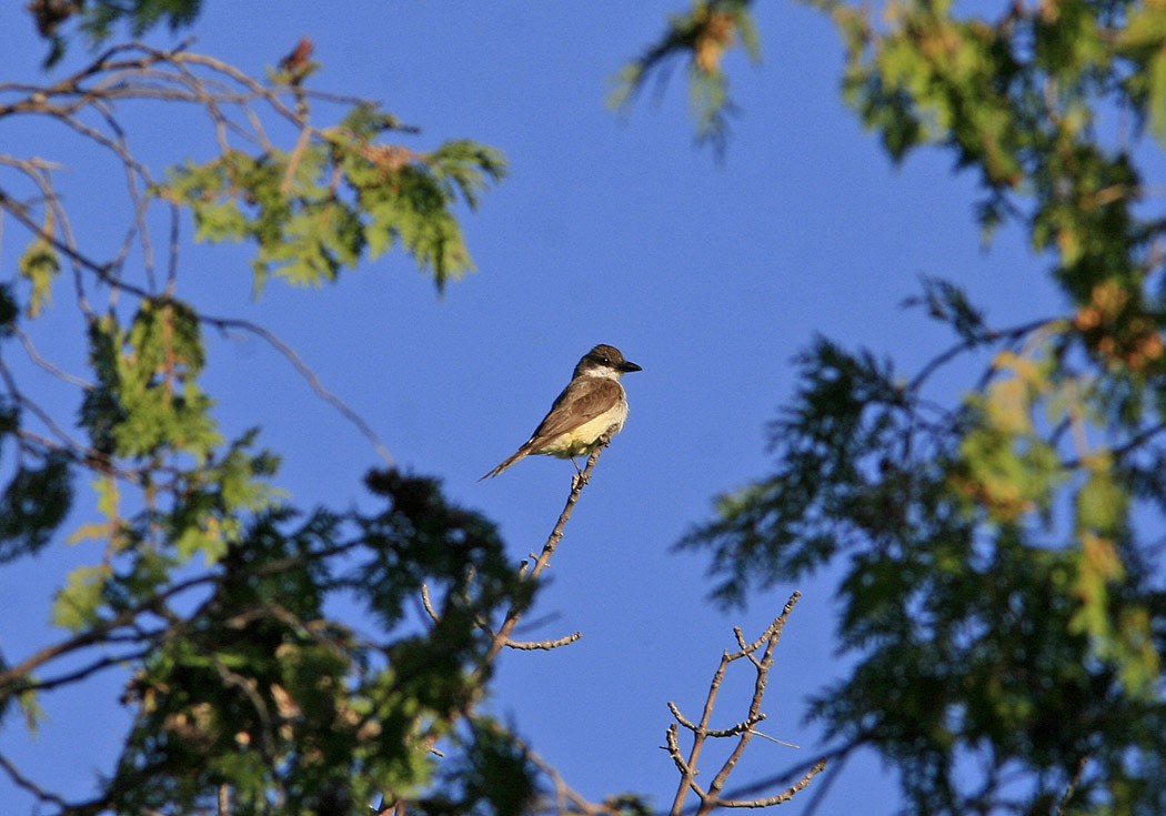 Thick-billed Kingbird - Alan Wormington