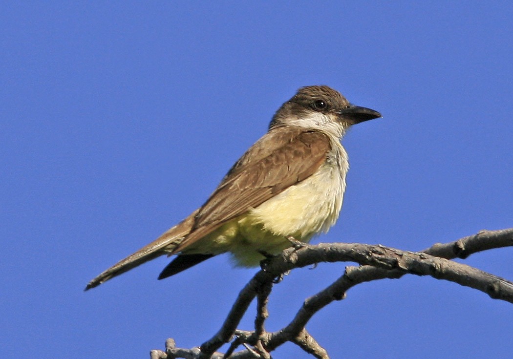 Thick-billed Kingbird - Alan Wormington