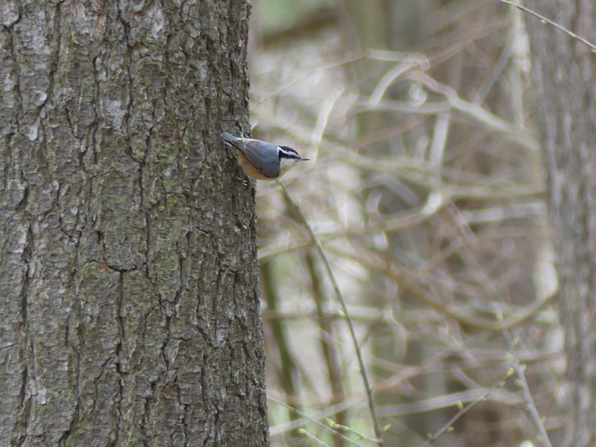 Red-breasted Nuthatch - ML150548731