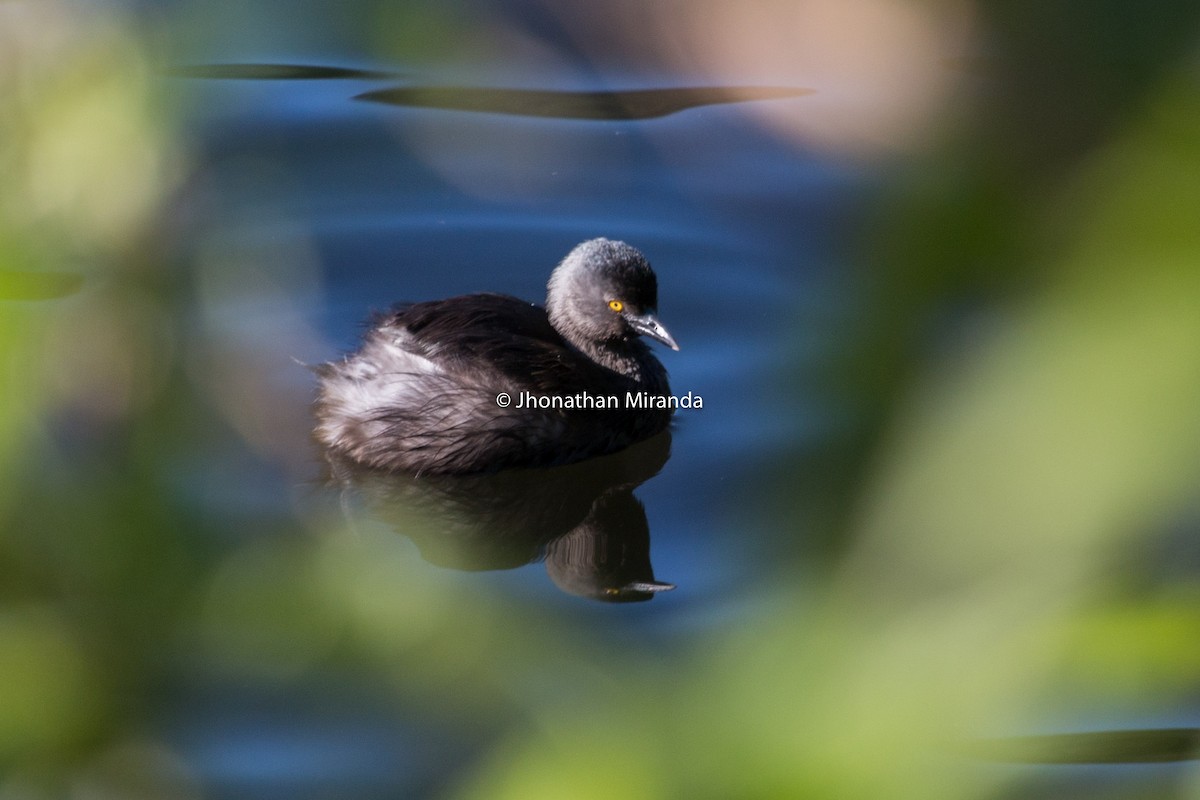 Least Grebe - Jhonathan Miranda - Wandering Venezuela Birding Expeditions