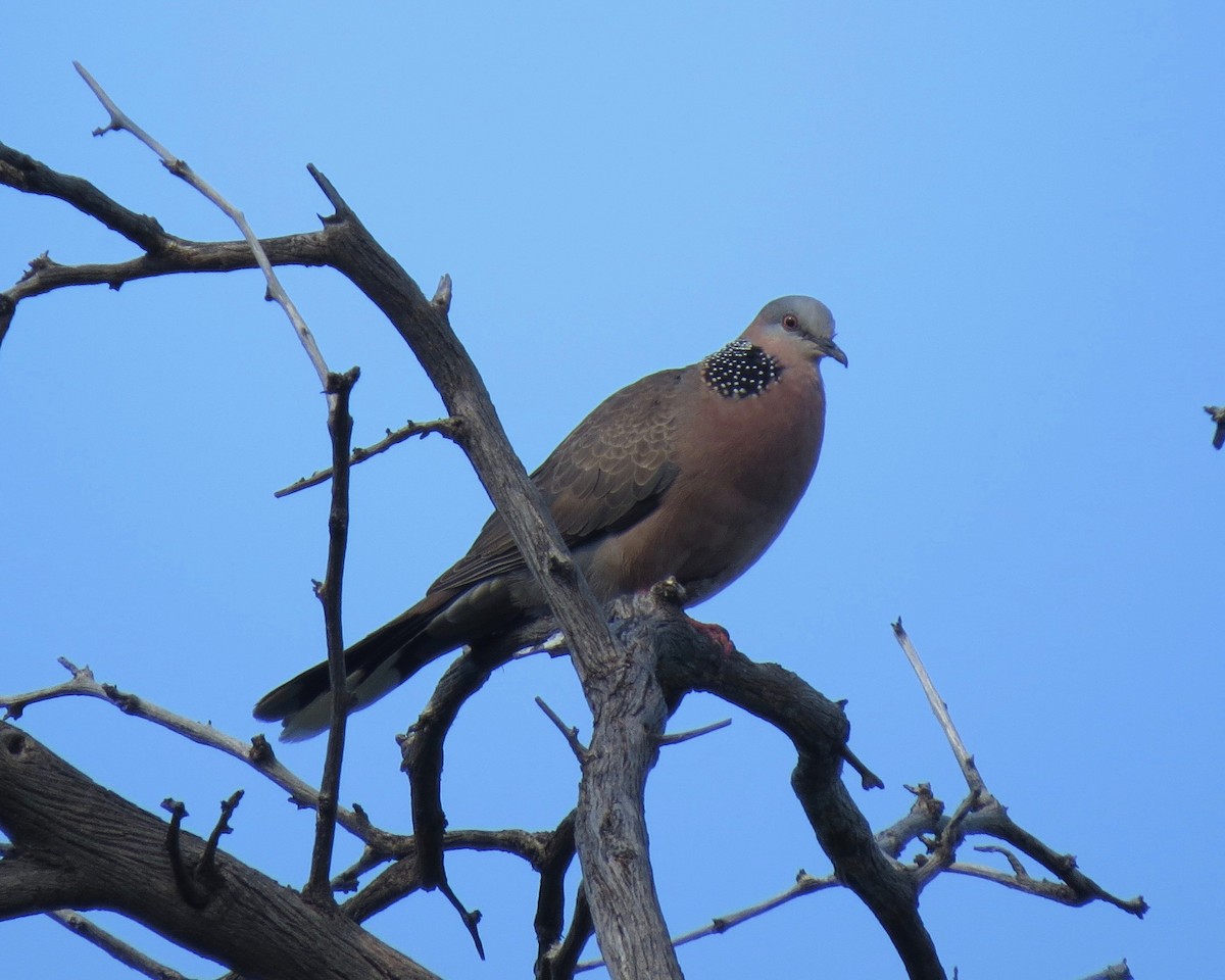 Spotted Dove - ML150550601
